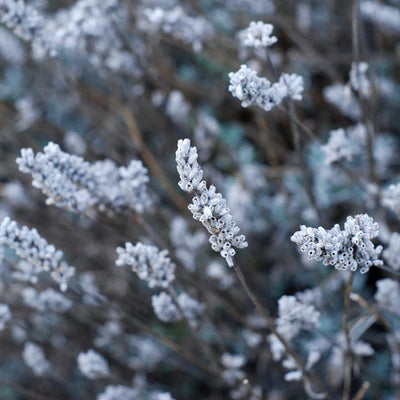 The Soothing World of Aromatherapy: Understanding Its What, How, and Why